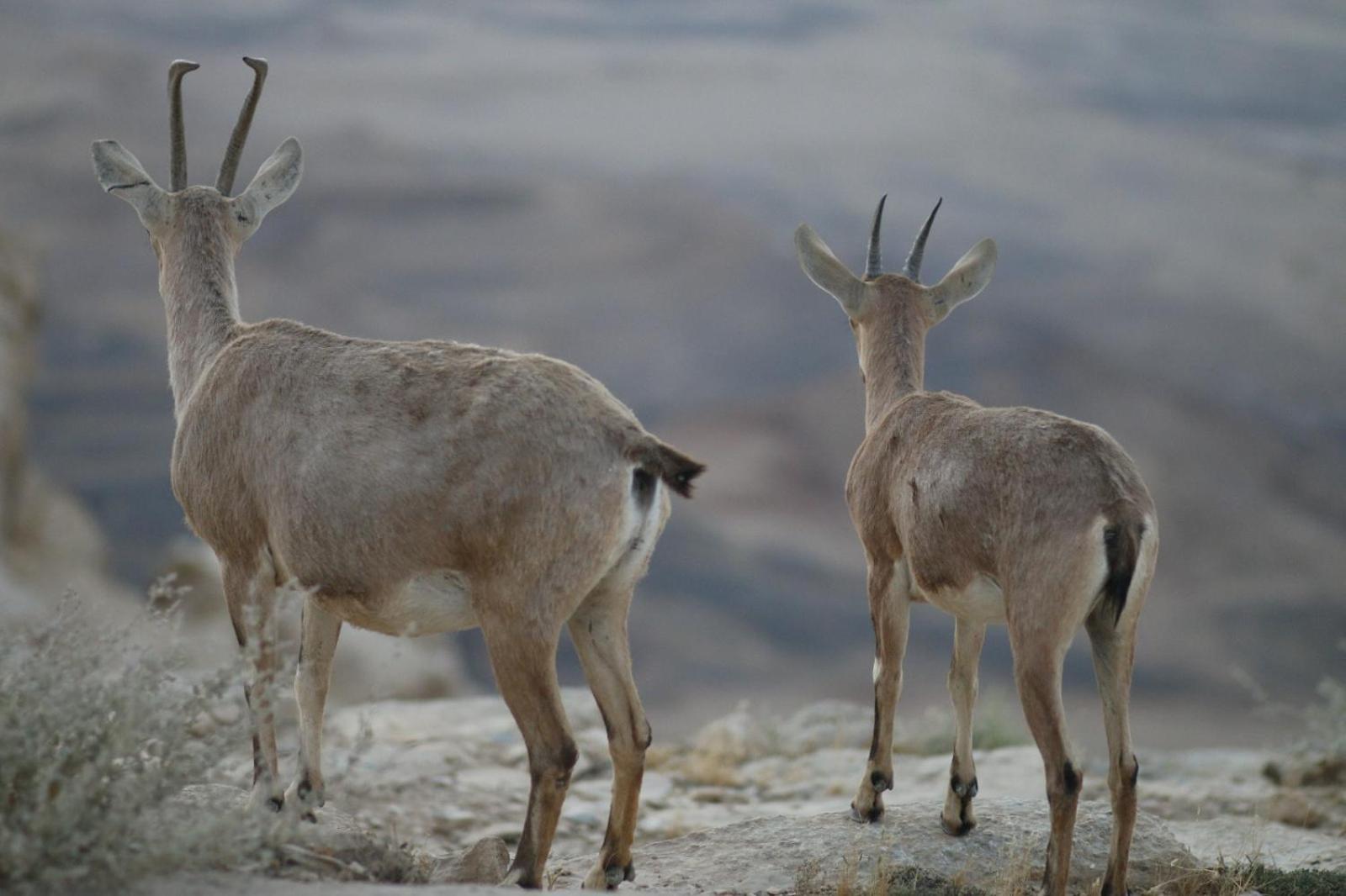 Ibex Unique Desert Inn Micpe Ramon Exteriér fotografie