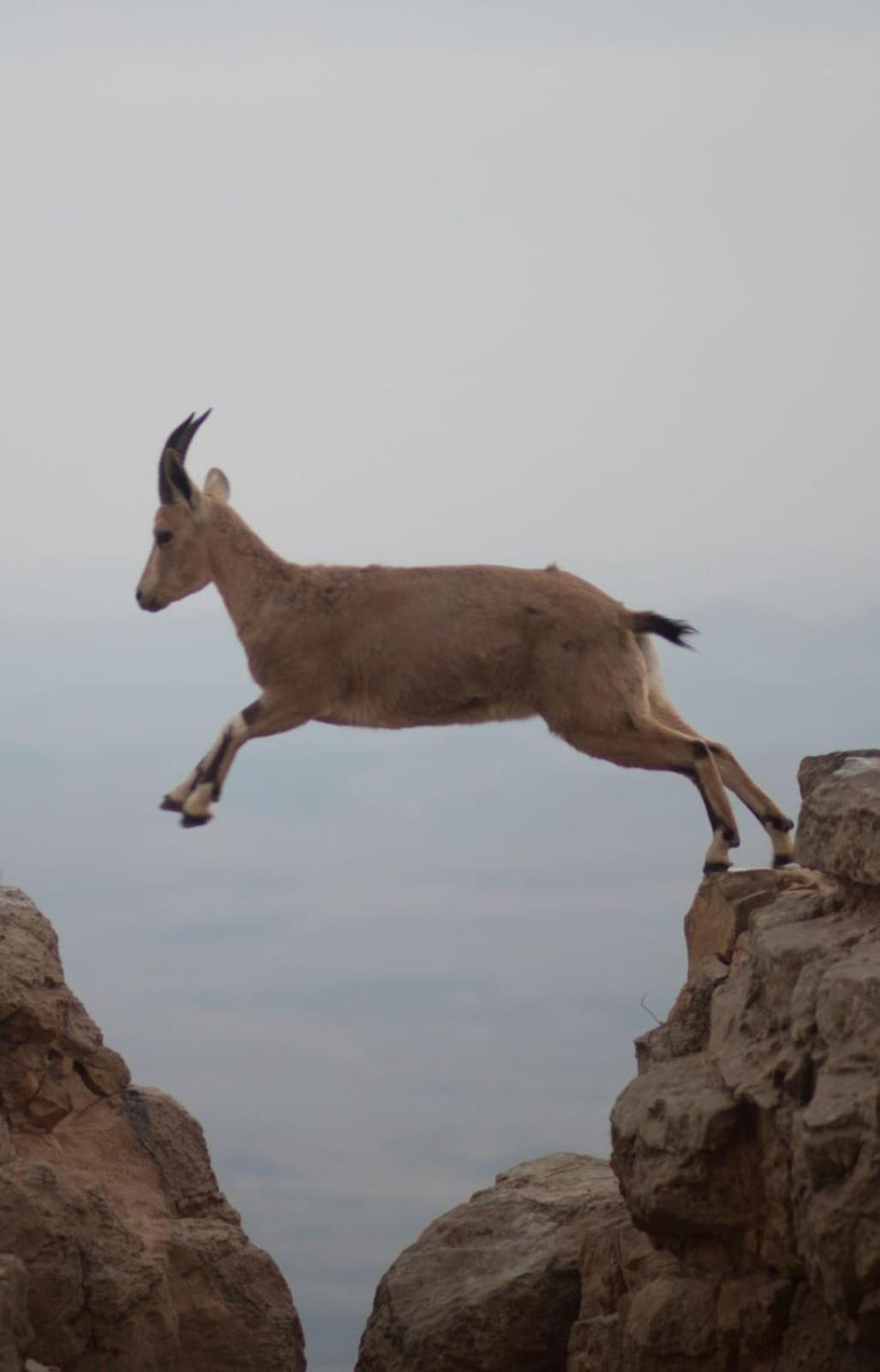 Ibex Unique Desert Inn Micpe Ramon Exteriér fotografie