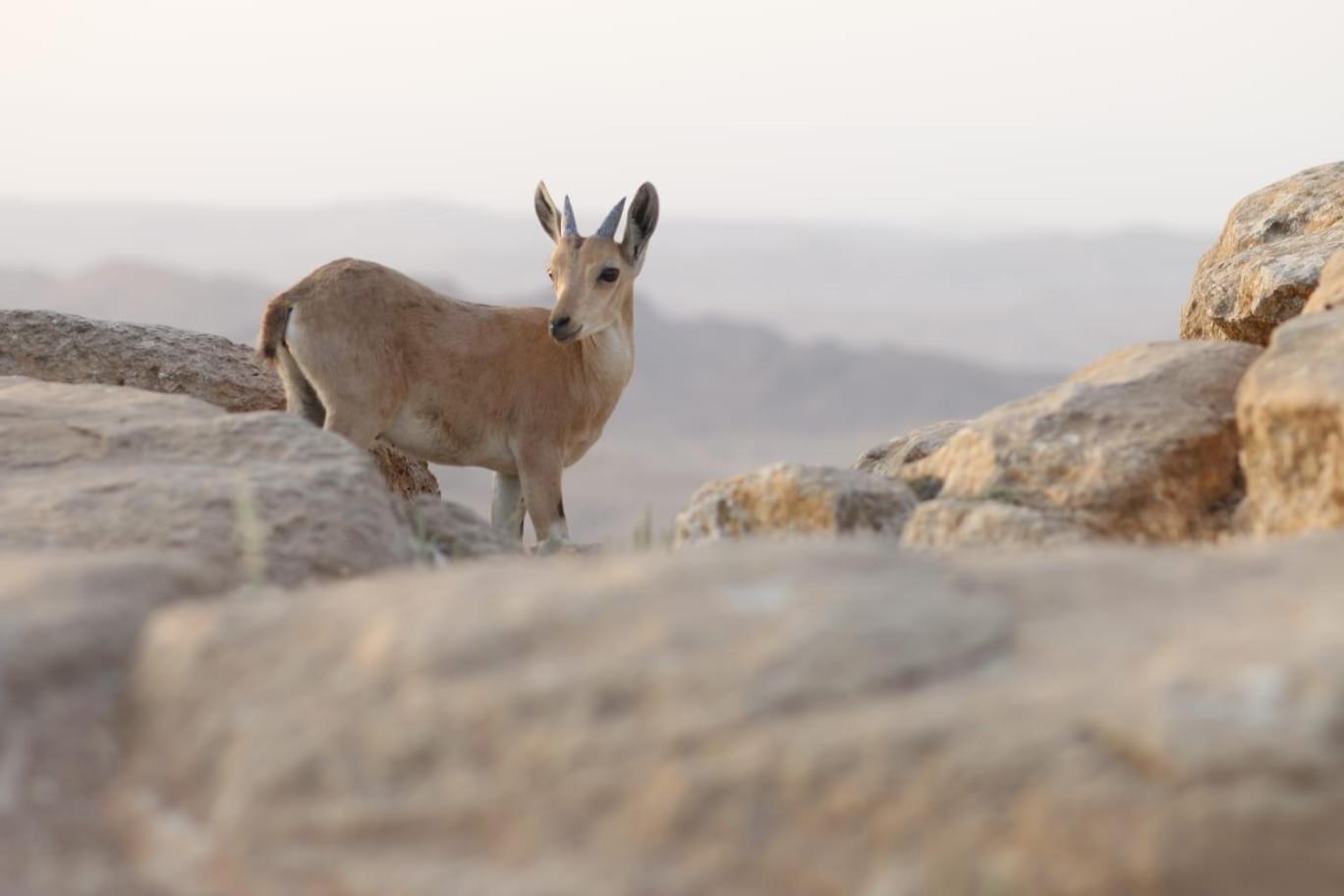 Ibex Unique Desert Inn Micpe Ramon Exteriér fotografie